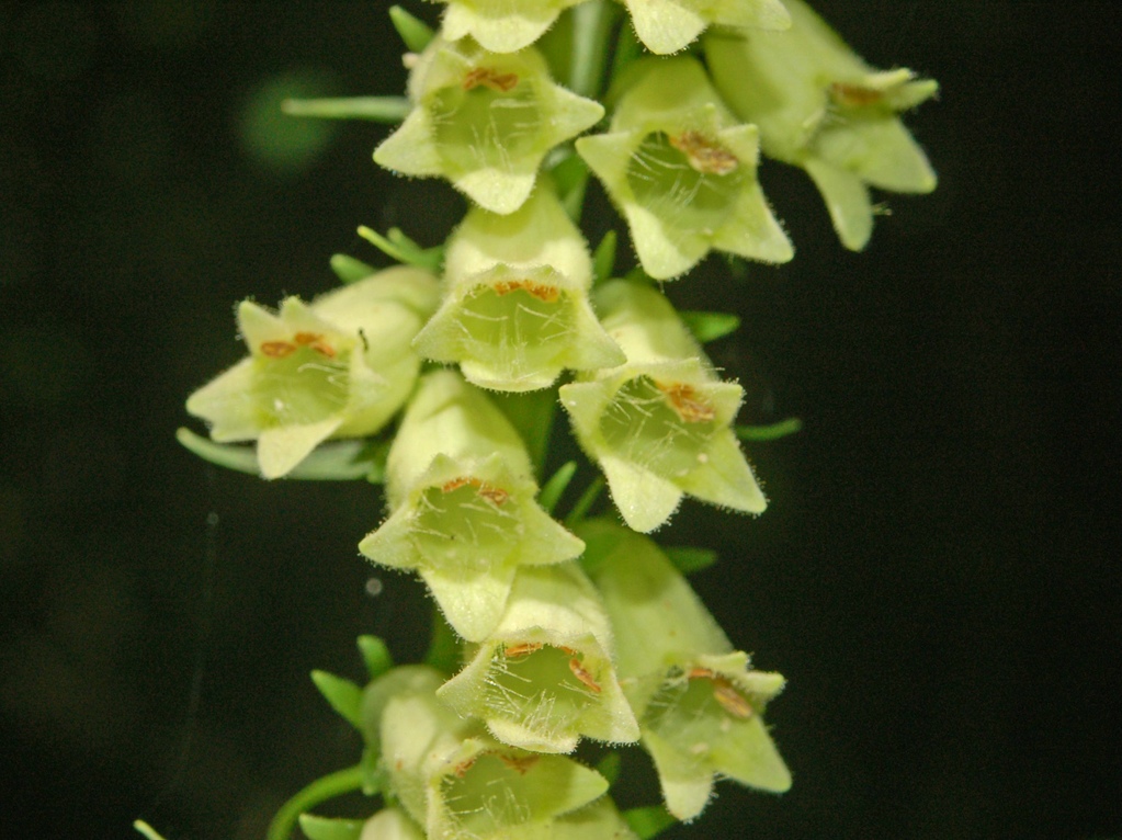 Digitalis lutea  / Digitale gialla piccola